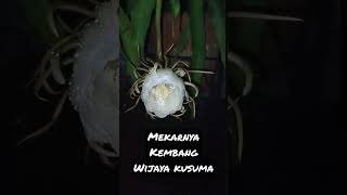 Download Lagu Kembang Wijaya Kusuma MP3