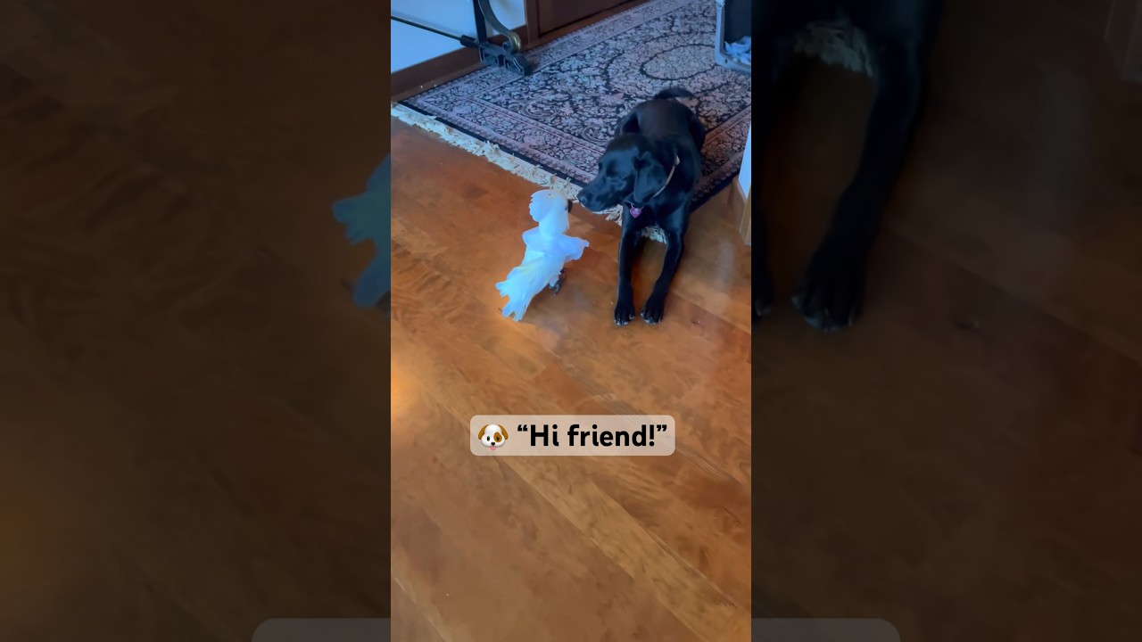 The unlikely friendship of a dog and parrot 