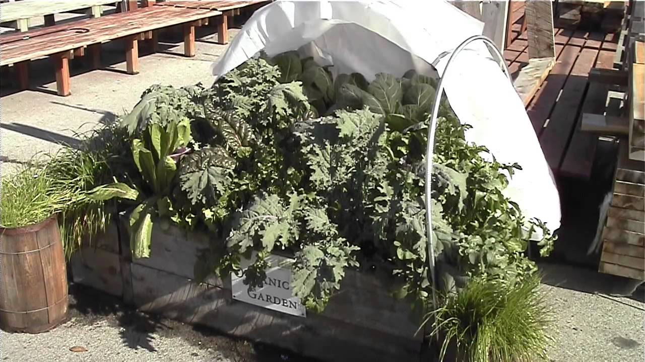 How to Start a Winter Vegetable Garden - YouTube