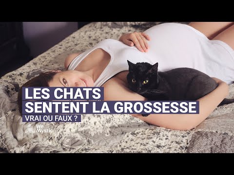 Vidéo: Comment Les Chats Réagissent à La Grossesse Du Propriétaire Et à L'apparence Du Bébé