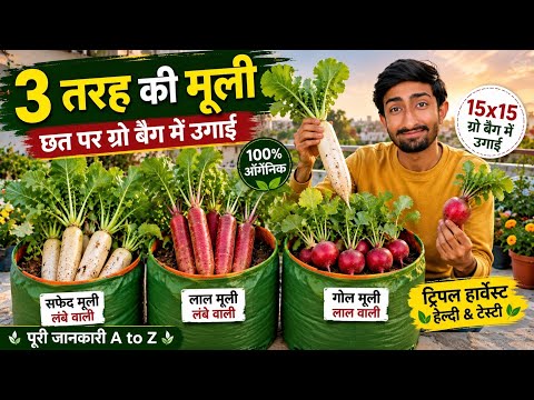 Radish Growing in Grow Bag | सफेद मूली, लाल लंबी मूली और गोल लाल मूली | Seed to Harvest