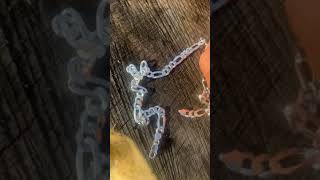 Miabella Solid 925 Sterling Silver Italian 9mm Solid Diamond Review, All Silver with Exceptional Qua