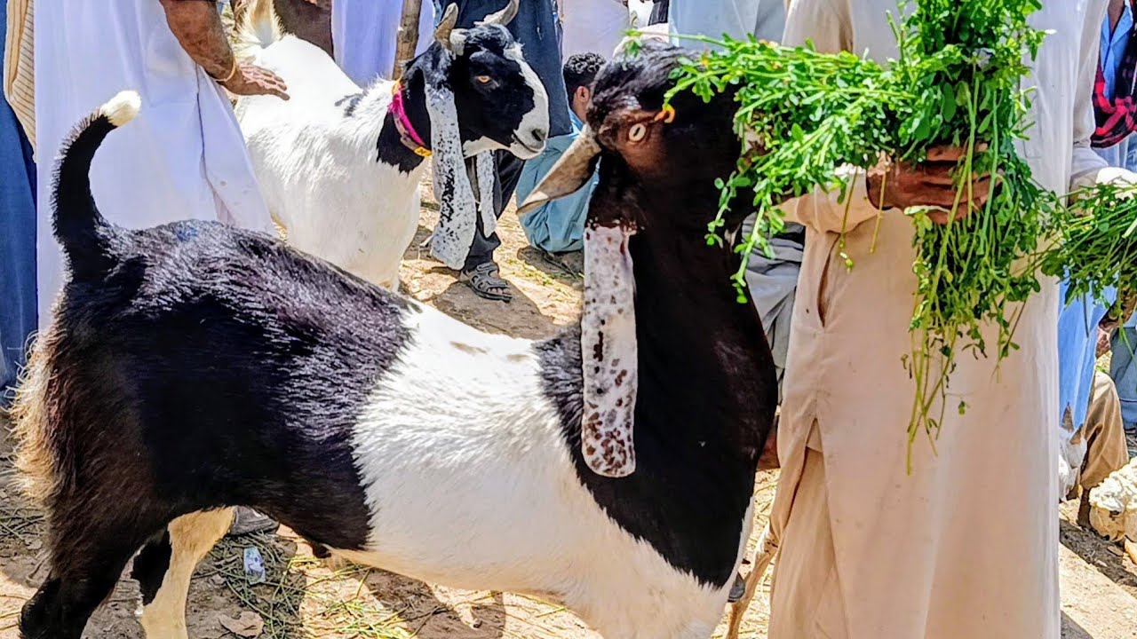 Faem Raja 03053026990 raja Pakistani goat farm Bakra mnde jodo 30,3,2026 - YouTube