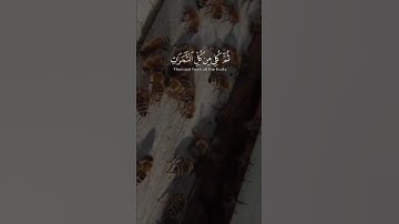 سورة النحل بصوت القارئ خالد الجليل #قرآن #المصحف #قران_كريم