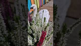 WOW! IT'S HEATHER FLOWERS!