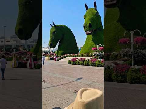 Miracle Garden #Miracle_Garden #travel #Miracle_Garden2026 #Dubai_Garden #Dubai #music #uae