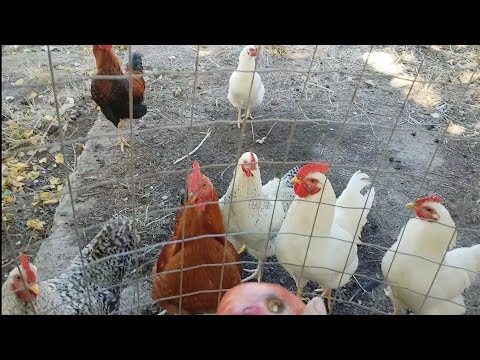 Το Φάρμακο της