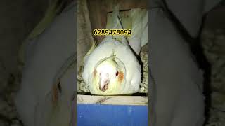 #indoorbreeding #fishkeepinghobby #subscribe #fish #minipond #support #birds.......#birds #breeding