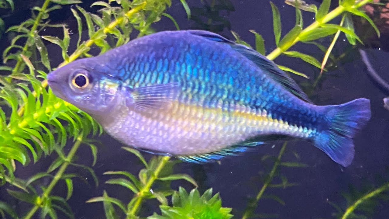 Turqoise Fish Melanotaenia Lacustris aka Turquoise Rainbowfish from Lake Kutubu - YouTube