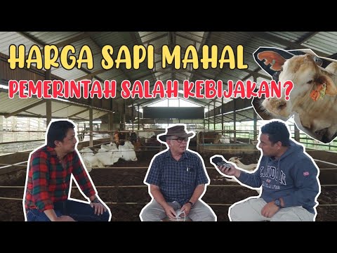 HARGA DAGING SAPI SUDAH MAHAL SEBELUM RAMADHAN, INI ALASANNYA!