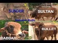 World's Top 5 Sahiwal Bulls in India | Bhaini Sahib's Sahiwal Farm punjab
