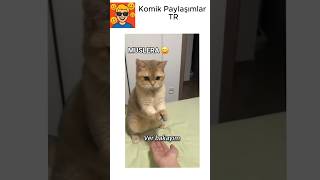 Minik Kaleci Kedi, Gol Yemem Diyor ve Başardı! 🐱🥅