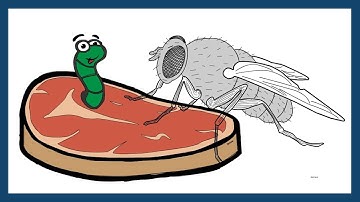 Spontaneous Generation theory