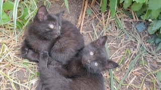 Two kitten brothers are very cute and funny