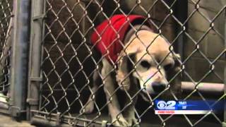 Pay It Forward | Homeless Pets Second Chance | MACU