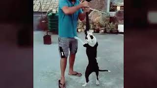 My Aggressive Female Pitbull 6 Months Old..