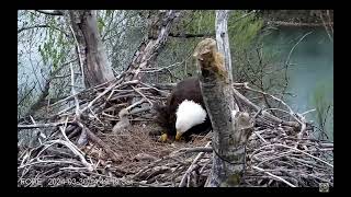 Redding Eagles 03 30 2024 Little Eaglet gets stuck on Liberty Feather