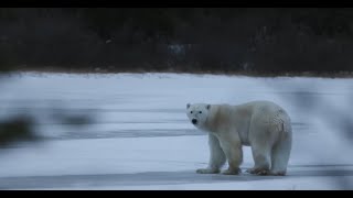 Nuisance Bear || Documentary
