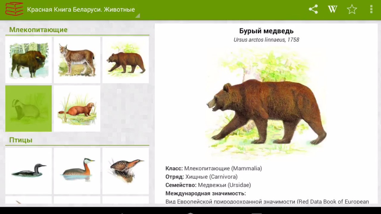 Животные красной книги республики беларусь для детей картинки