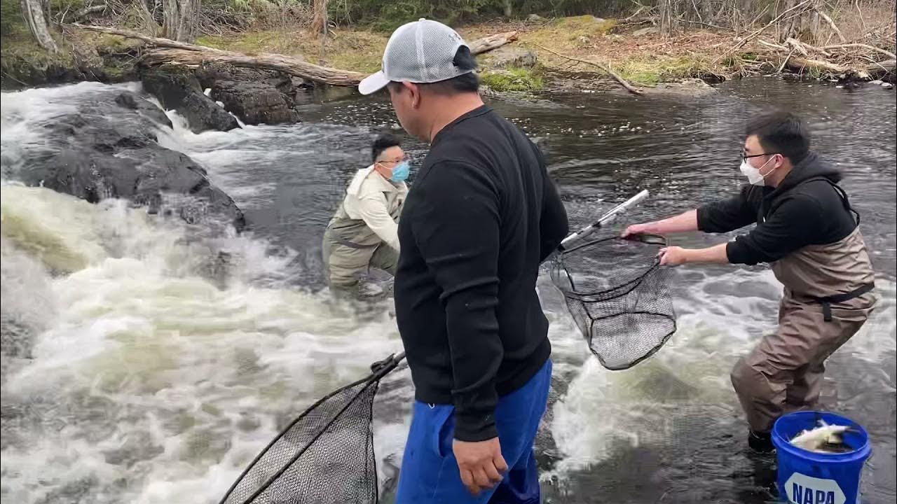 Gaspereau fish 1111 Halifax Canada YouTube