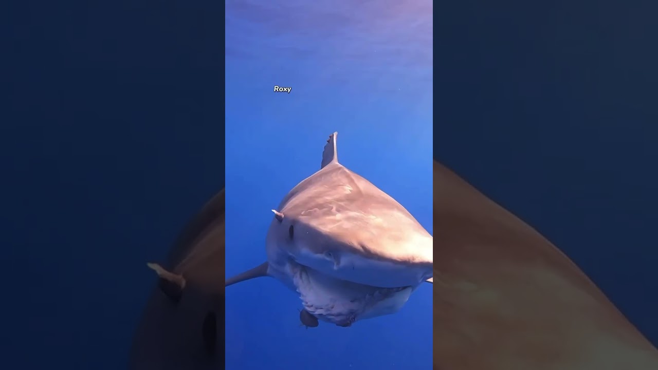 Two of our popular Tiger Sharks 🤩 