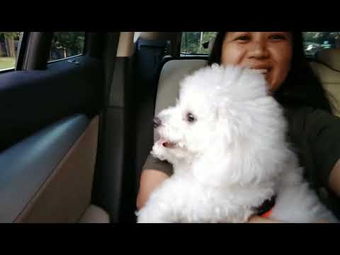 A SHORT JOYRIDE WITH FIFI 🐾 #happydog