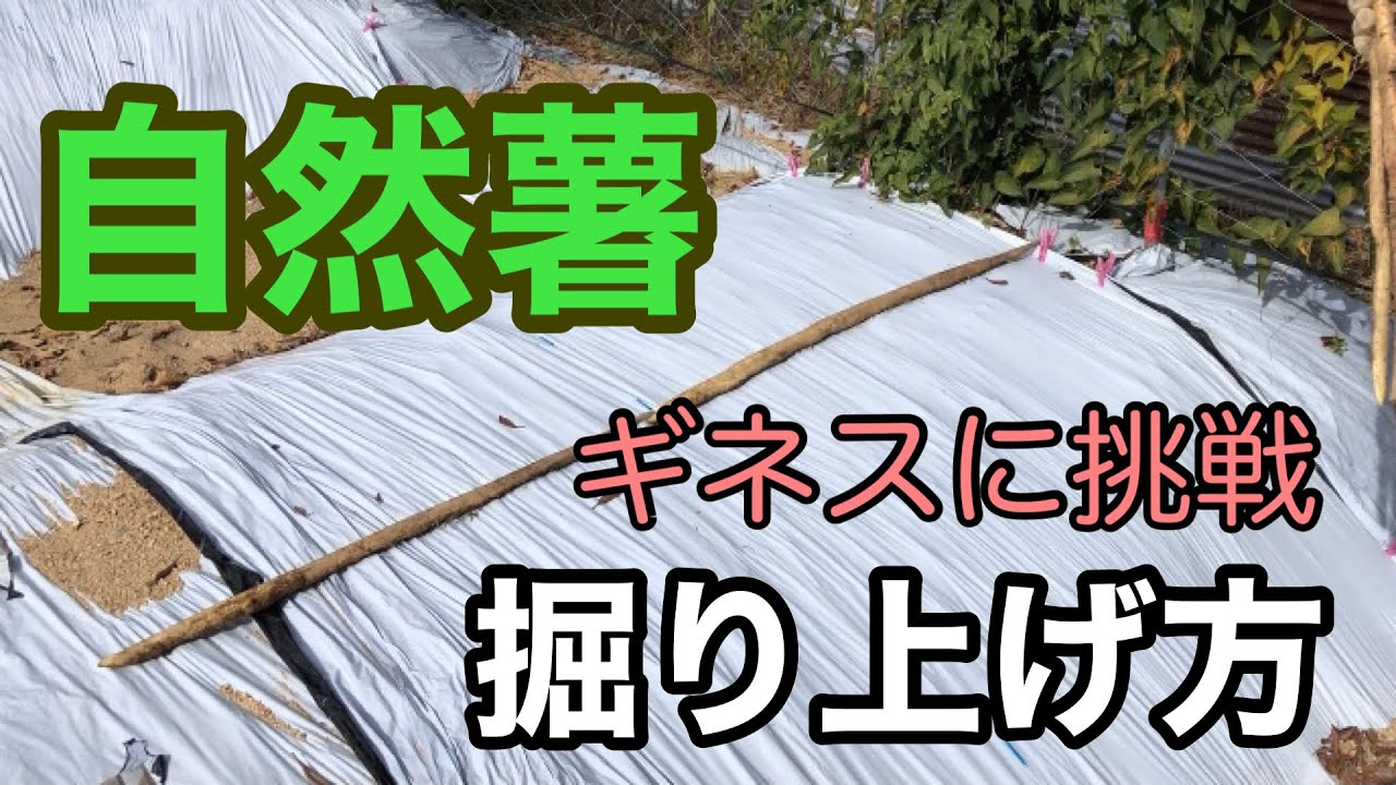 自然薯の掘り上げ方】プロ直伝！ - YouTube