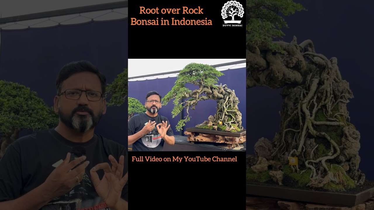 Biggest Root Over Rock Bonsai 