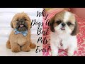 Why dogs are best pets evershih tzu dog stories
