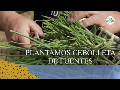 Video: Cebolla Aflatunsky (17 Fotos): Variedades De Cebollas Con Flores Moradas. Descripción. Cultivando Cebollas Que Florecen En 