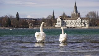 It's now too late: How invasive species have altered Lake Constance