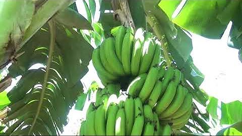 MÔ HÌNH TRỒNG CHUỐI GIÀ NAM MỸ Ở LÂM HÀ