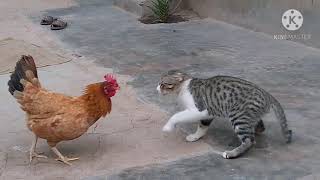 Rooster Vs Cat real fight screenshot 4