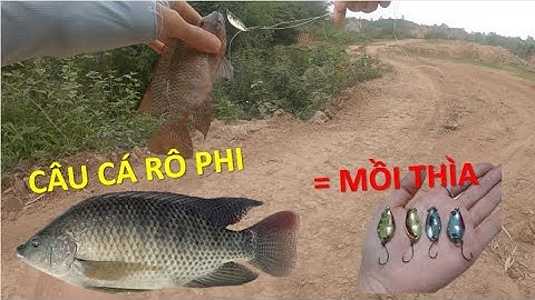 Câu lure cá rô phi bằng mồi thìa lượn - Test mồi thìa