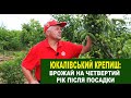 №124 Юкалівський крепиш: урожай горіха четвертого року від посадки