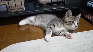 体型が完全モフサンドな子猫ゴマちゃん 【リキちゃんねる　猫動画】 キジトラ 猫のいる暮らし