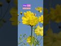 𝕊𝕥𝕠𝕡. 𝕃𝕠𝕠𝕜. 𝔽𝕖𝕖𝕝 𝕥𝕙𝕖 𝕓𝕖𝕒𝕦𝕥𝕪.#flowers #soothing #love #flowervlog#flowerpower#ytshorts #ytshortsindia