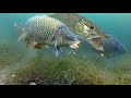 Carp fishing in the weeds with a greedy pike