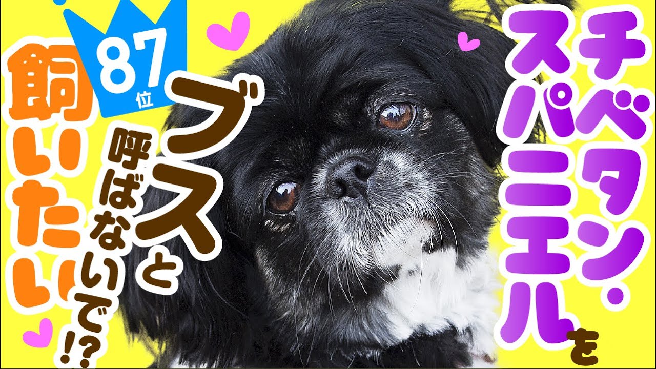 人気87位 チベタン スパニエルってどんな犬 子犬の価格や性格 寿命 飼いやすさは カワイイ動画でチェック Youtube