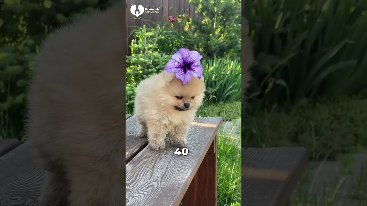 Adopting a pet? 🐶 Thinking of adopting a pet...