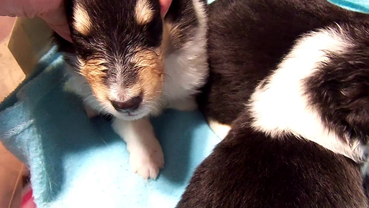 thorndale partners Khloe x Kade tri pups 3 wks