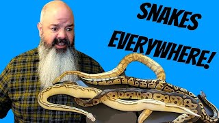 How to Let Your Snakes Free-Roam Wealth