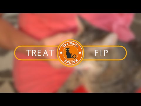 Video: Potentiell Ny FIP-behandling För Katter Som Testas