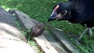 Slug vs Chicken