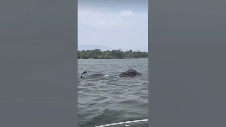 Hathi Learn Swim #shorts #viral #trending #shortsfeed #elephant