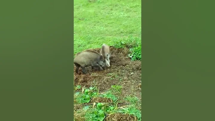 Epic Boar vs Boar Fight | Wild Boars Battle in Nature#BoarFight #WildBoars #AnimalBattle#BoarBattle