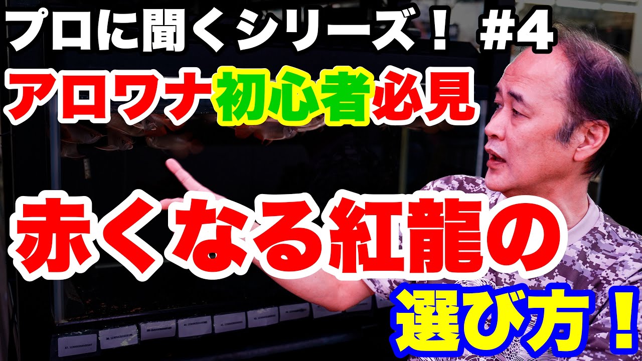 【プロに聞く！】#4 赤くなる紅龍の選び方！アロワナの見るべきポイントとは！ #アクアリウム #アロワナ #アロワナ飼育 #大型魚 #アジアアロワナ #aquarium #古代魚 #熱帯魚