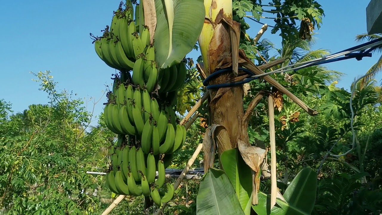 #7  Como não escorregar na casca de banana