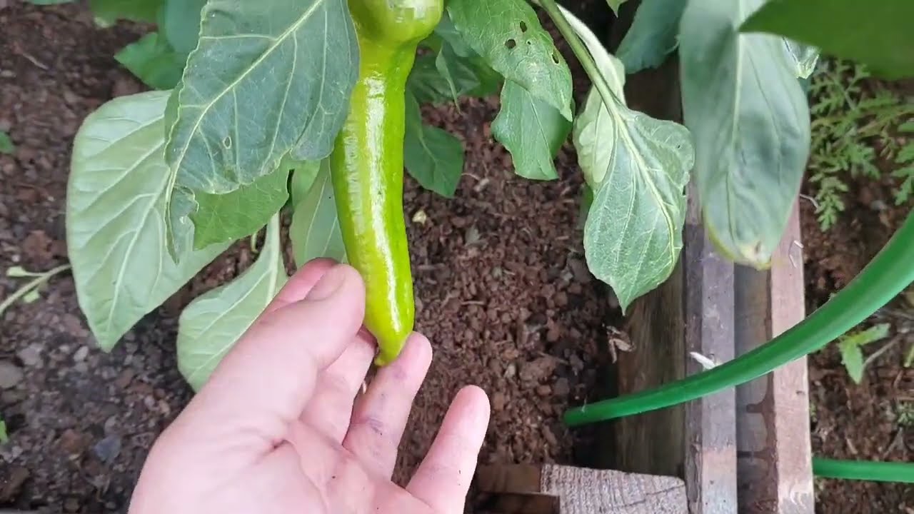 Участок на Урале. 25 июня 2025г. 2 ЧАСТЬ.