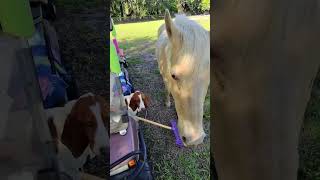 Watch This Horse and Dog's Sweetest Moment #animallovers #farmlife #shorts #viral